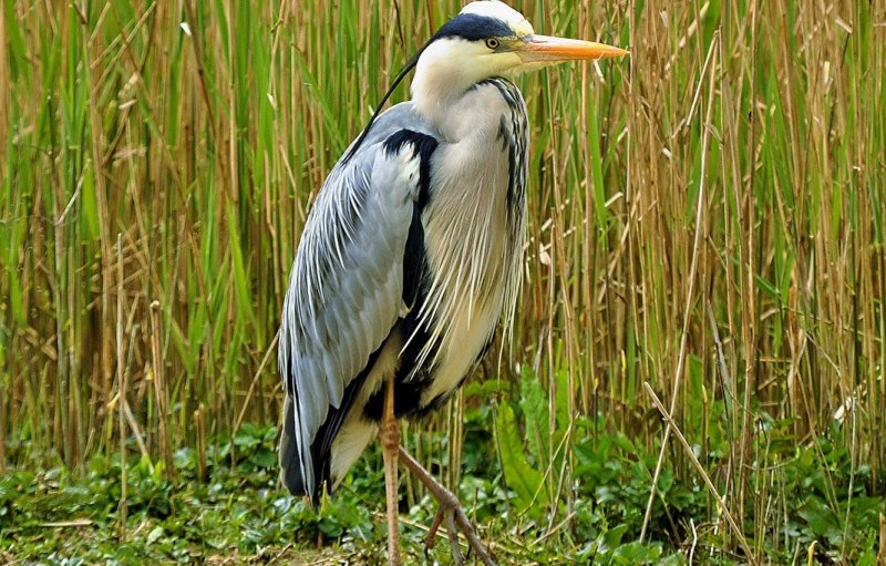 Tricolored Heron