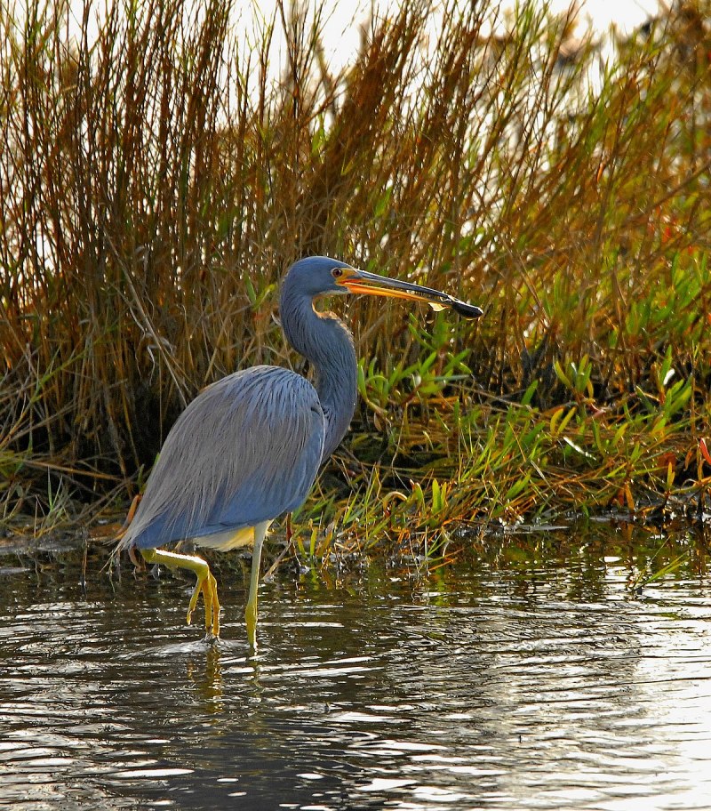 The Heron one of