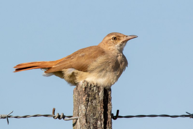 Furnarius Figulus