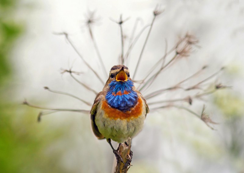 . Варакушка (Cyanosylvia svecica)