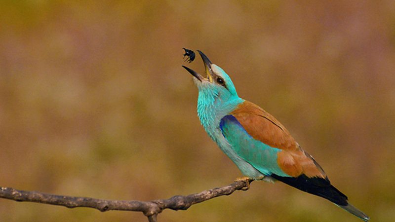 Обыкновенная сизоворонка Coracias garrulus