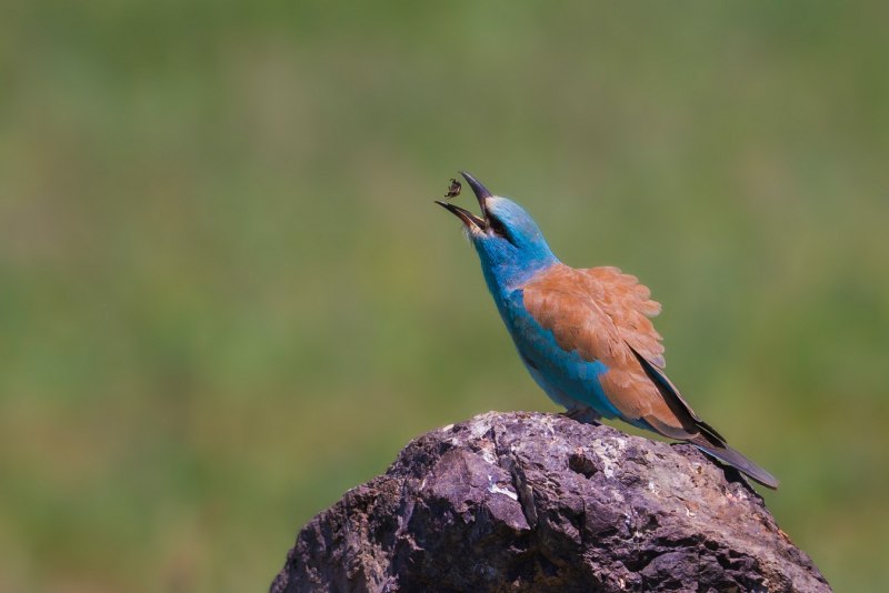 Сизоворонка Coracias garrulus