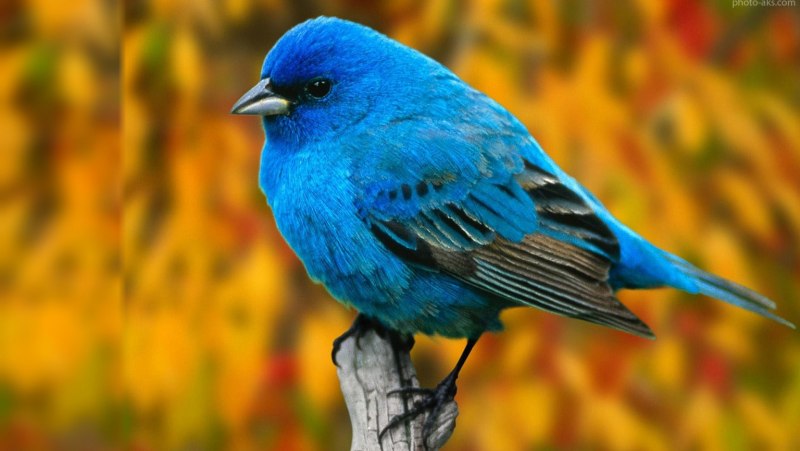 Галка (Corvus monedula)
