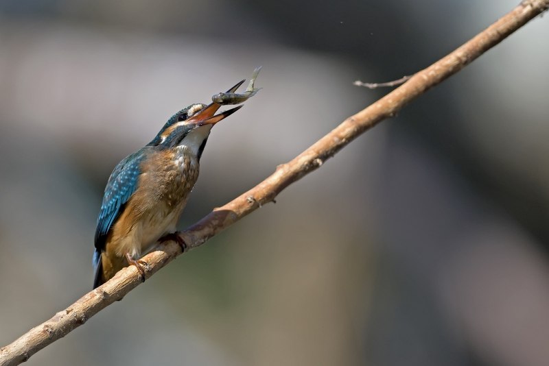 Сиреневогрудая сизоворонка Lilac breasted Roller