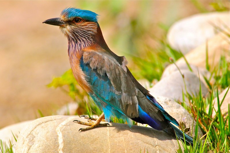 Coracias benghalensis