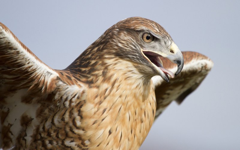 Ястреб - тетеревятник (Accipiter gentilis)