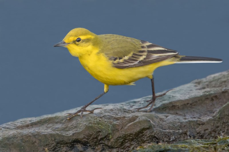 Желтогрудая трясогузка