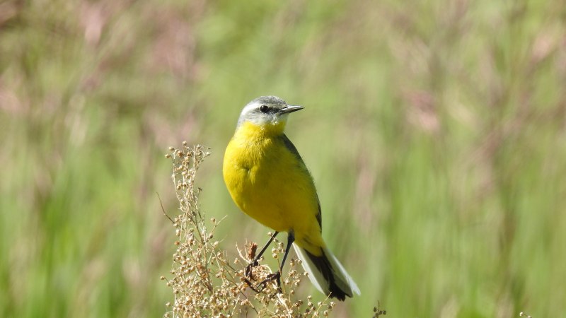 Желтая трясогузка