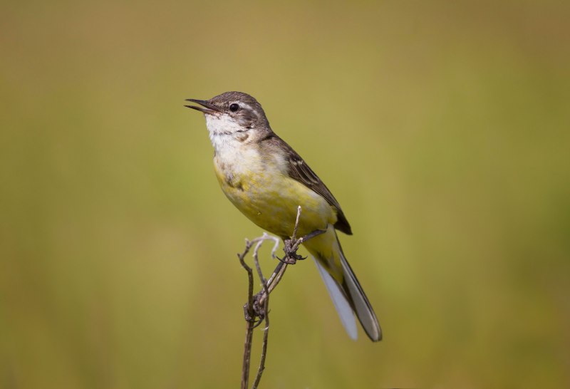 Желтая трясогузка