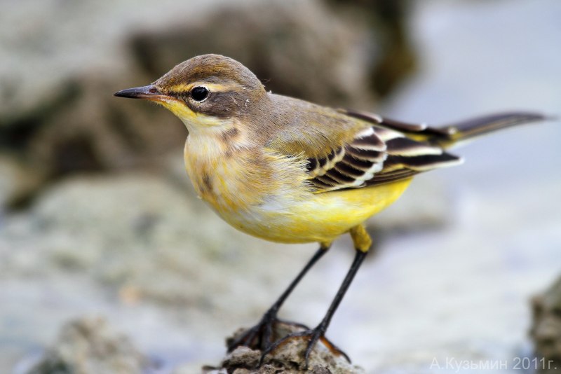 Птица желтая трясогузка