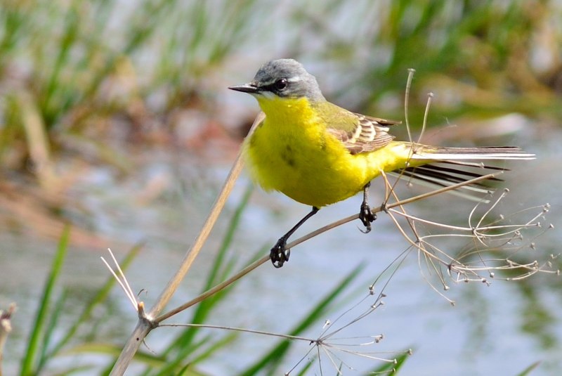 Желтопузая трясогузка