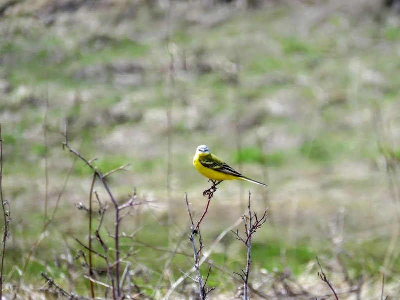 Жёлтая птица в России