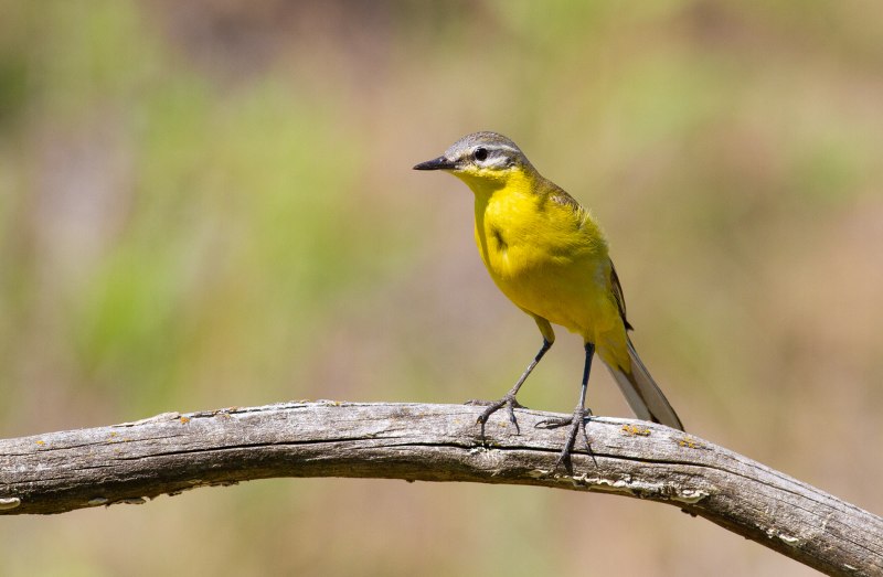 Goebel желтая трясогузка