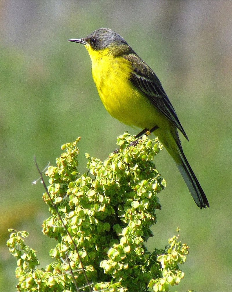 Желтая трясогузка