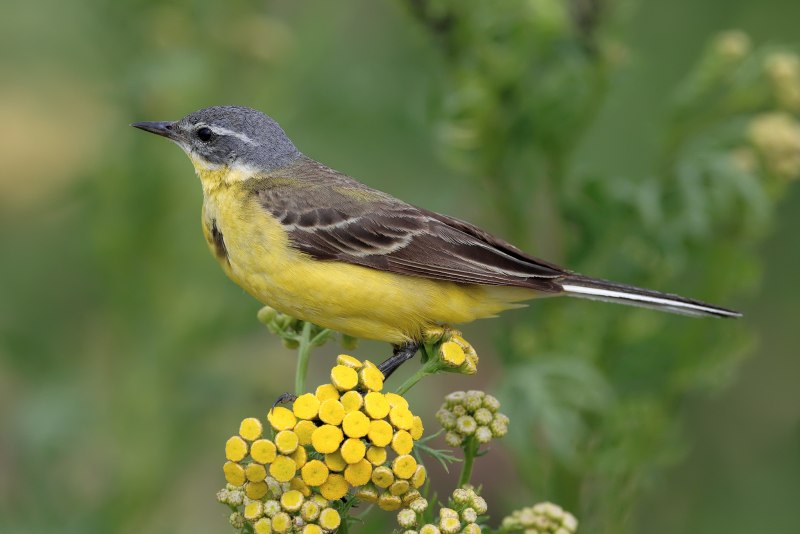 Древесная трясогузка