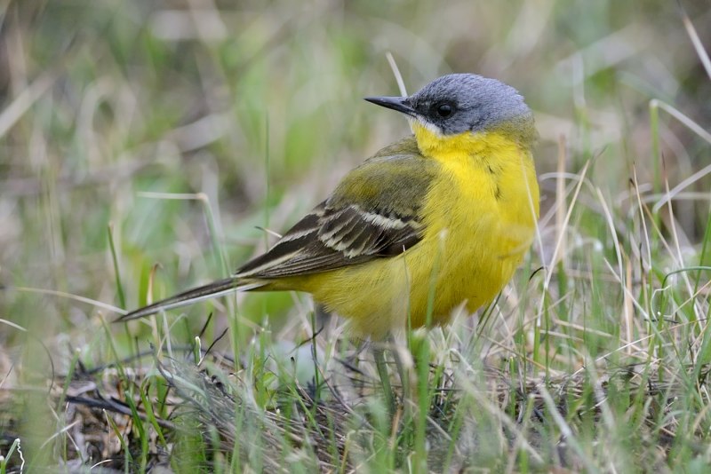 Желтая трясогузка питание