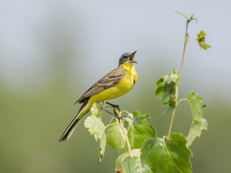 Плиска пальто