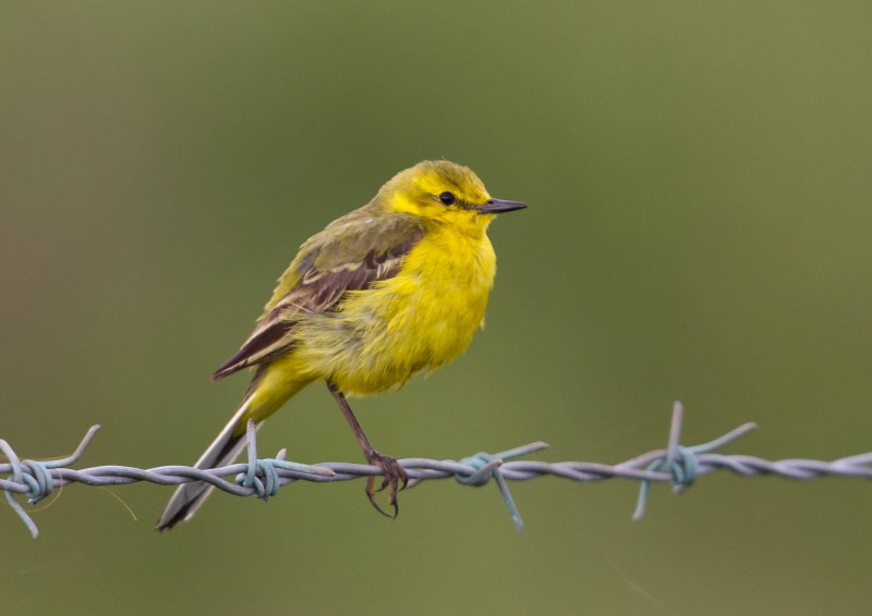 Желтая трясогузка