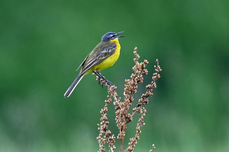 Жёлтая трясогузка (Motacilla Flava). Птицы Сибири