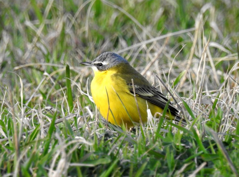 Трясогузка Луговая птица