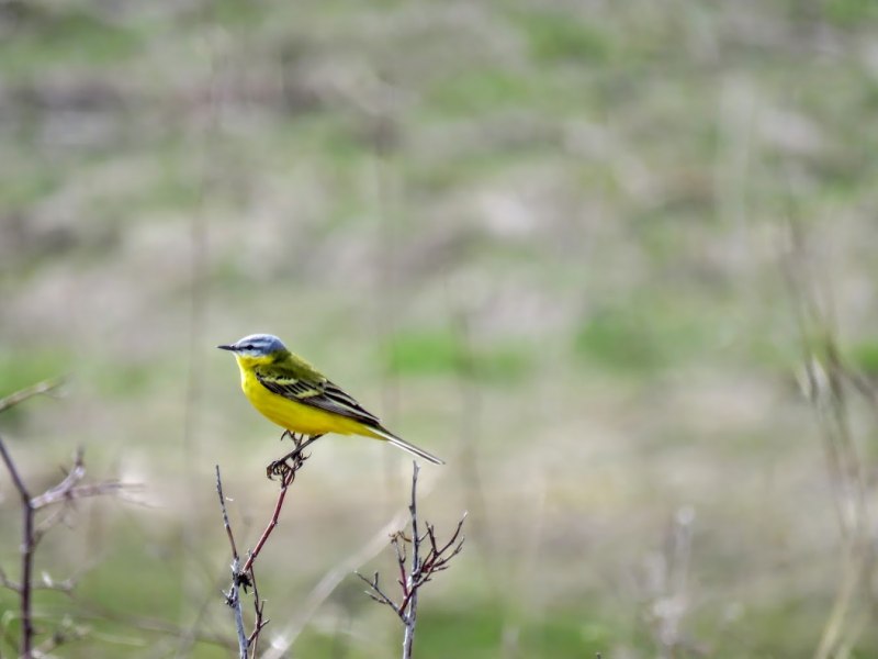 Северная жёлтая трясогузка