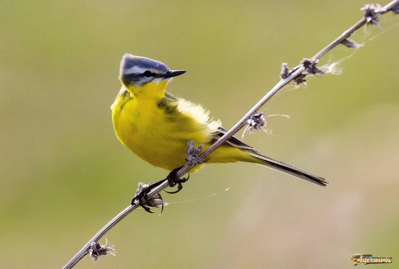 Трясогузка желтая примета
