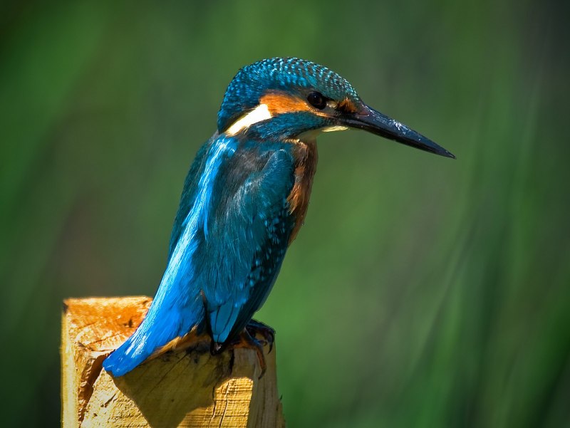 Belted Kingfisher