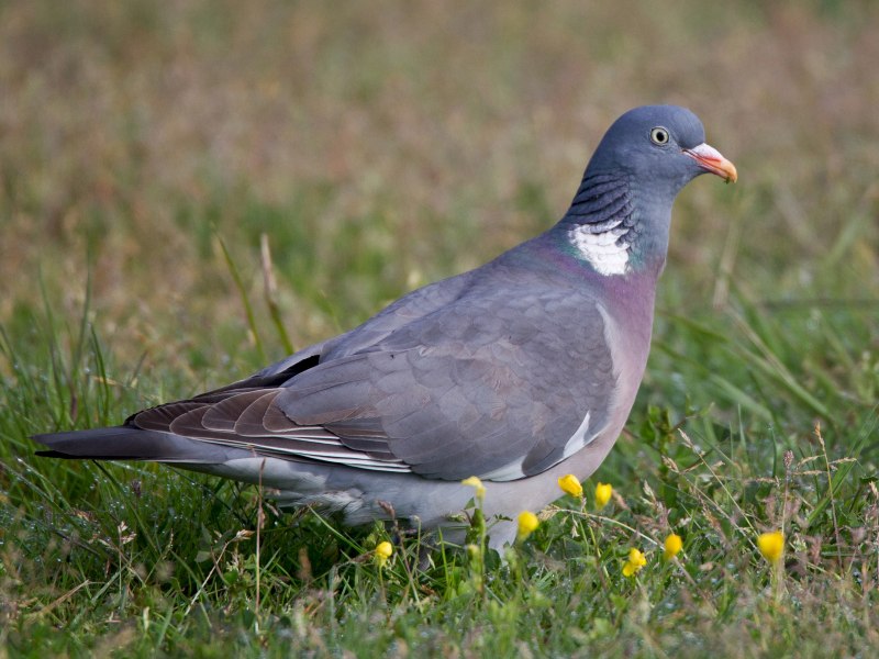 Pigeon Courts female