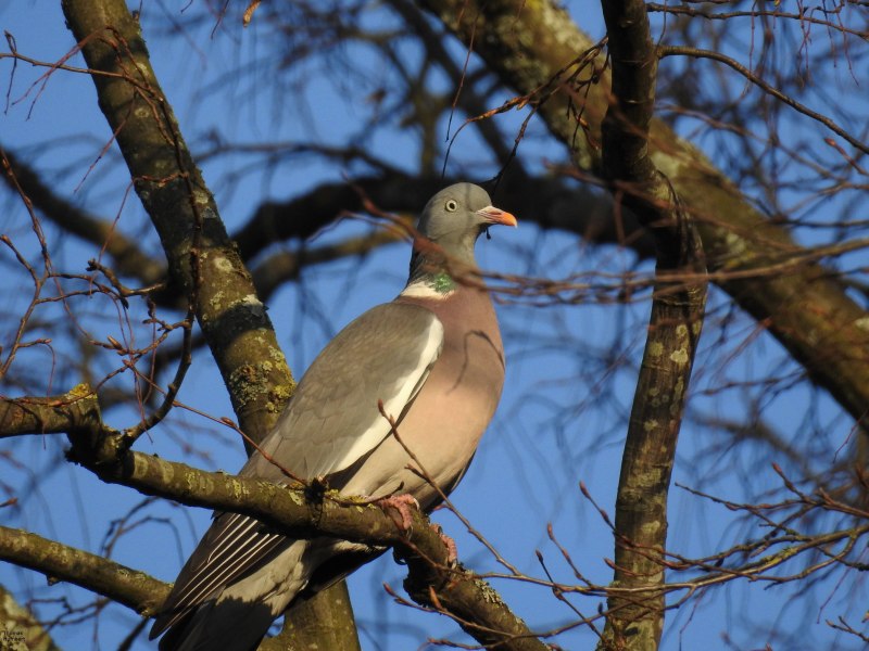 Вяхирь (Columba palumbus)