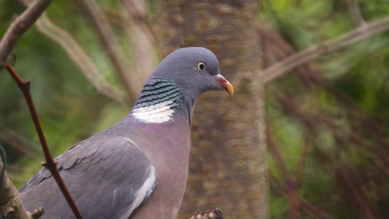 Вяхирь (Columba palumbus) №3
