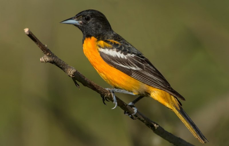 Icterus galbula