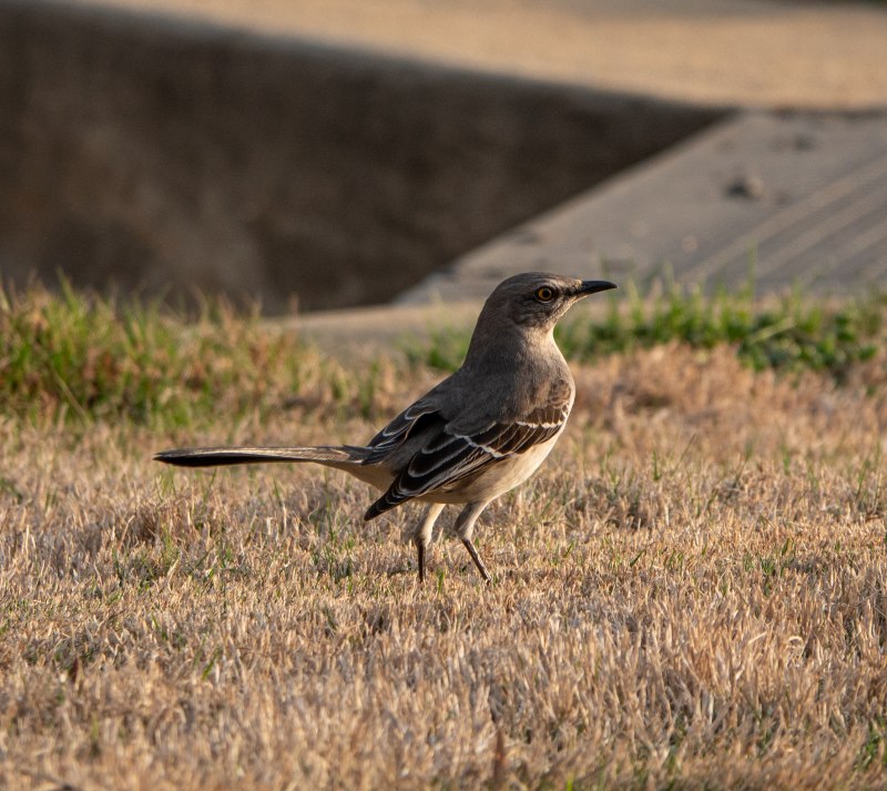 Mimus polyglottos