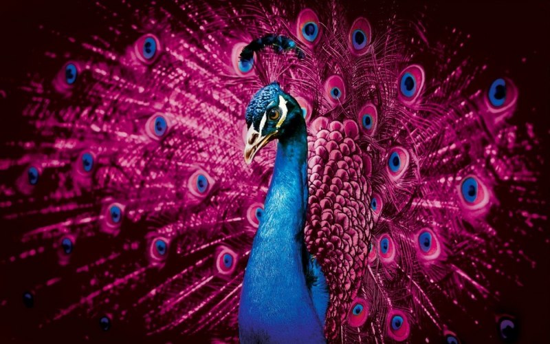 Pink Peacock розовый Павлин