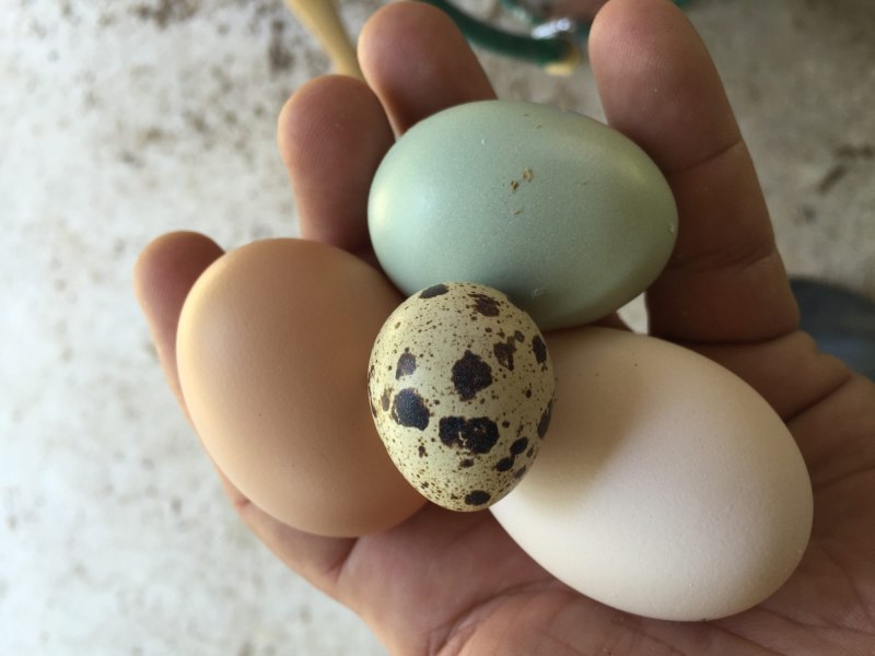 Яйцо куриное перепелиное страусиное