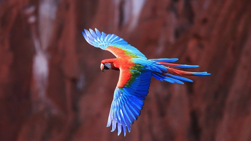 Попугай Macaw лапа ок