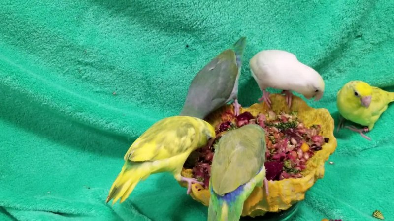 Посуда для купания попугаев