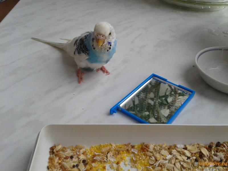 Попугайчики и песок
