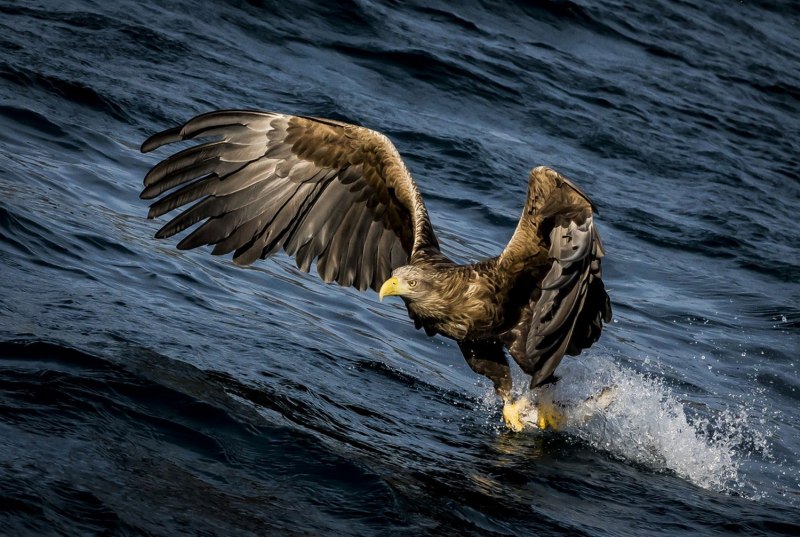 Орел National Geographic