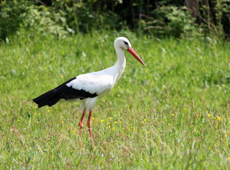 Ciconia Ciconia