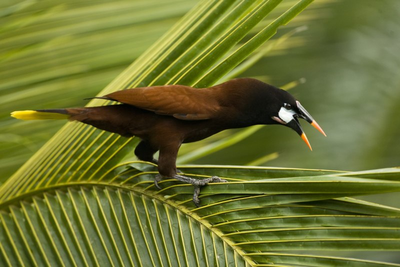 Wood Pigeon новая Зеландия