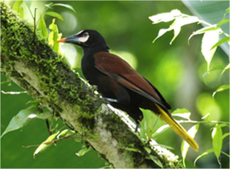 Baudó Oropendola