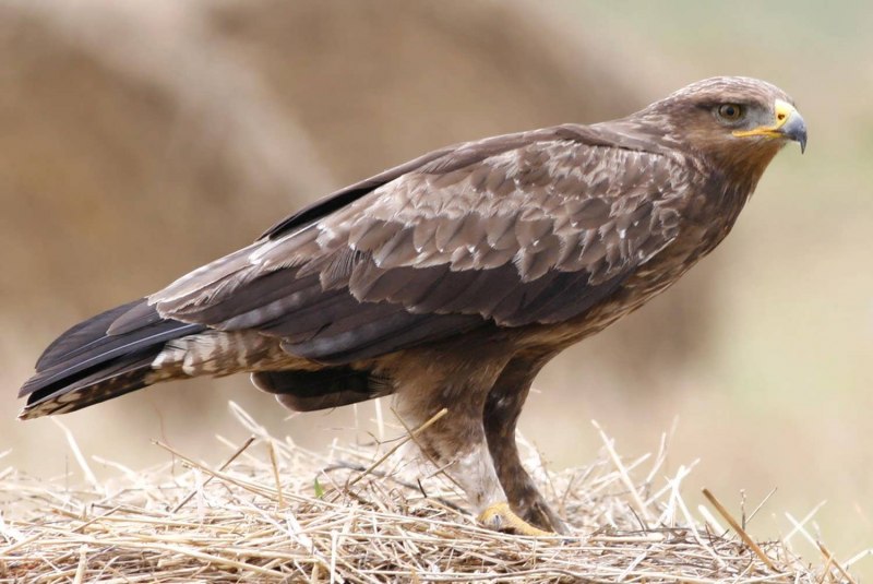 Тетеревятник (Accipiter gentilis)