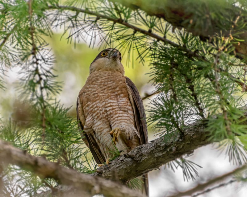 Ястреб - тетеревятник (Accipiter gentilis)