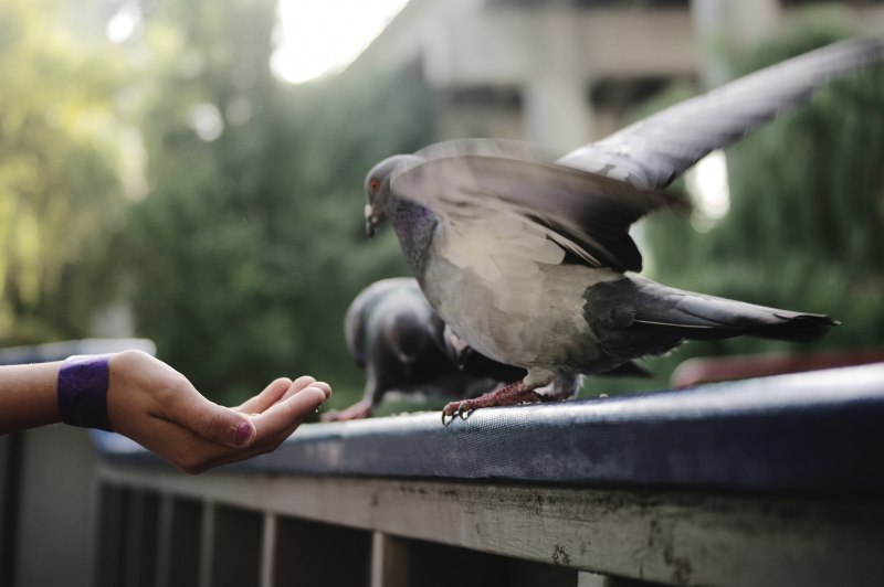 Прическа Pigeon Wings 18 век
