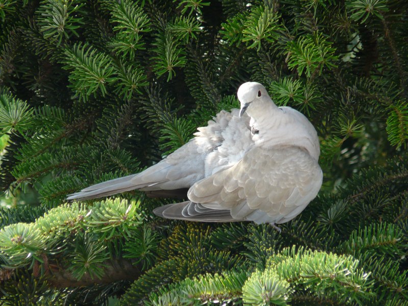 Dove птица