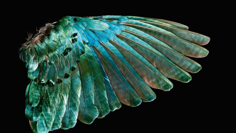 The Pigeon