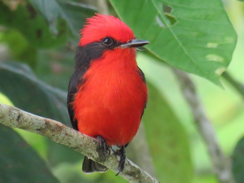 The w Bird