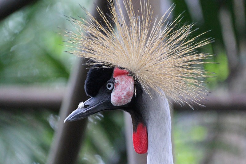 Obamus coronatus