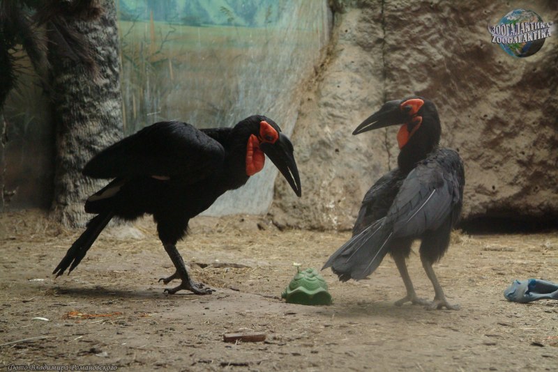 Southern ground Hornbill