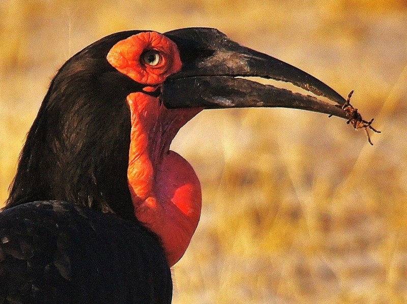 Southern ground Hornbill